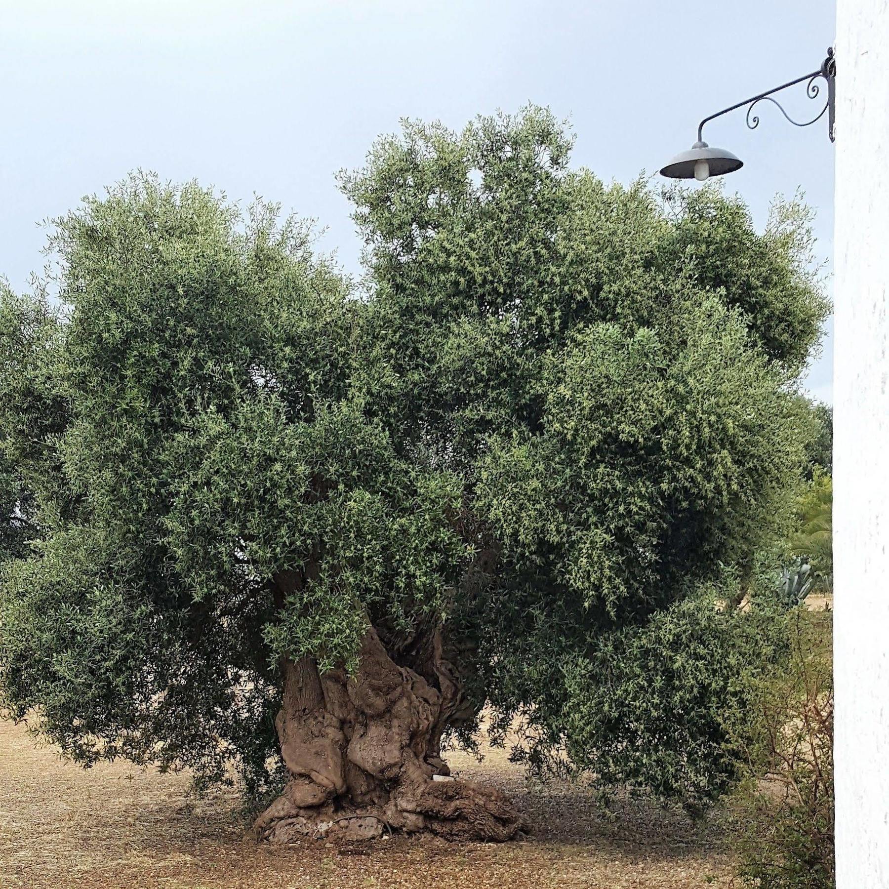 Masseria Palombara Grande Остуні Екстер'єр фото